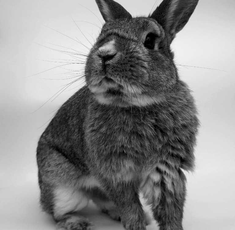Photograph of a rabbit