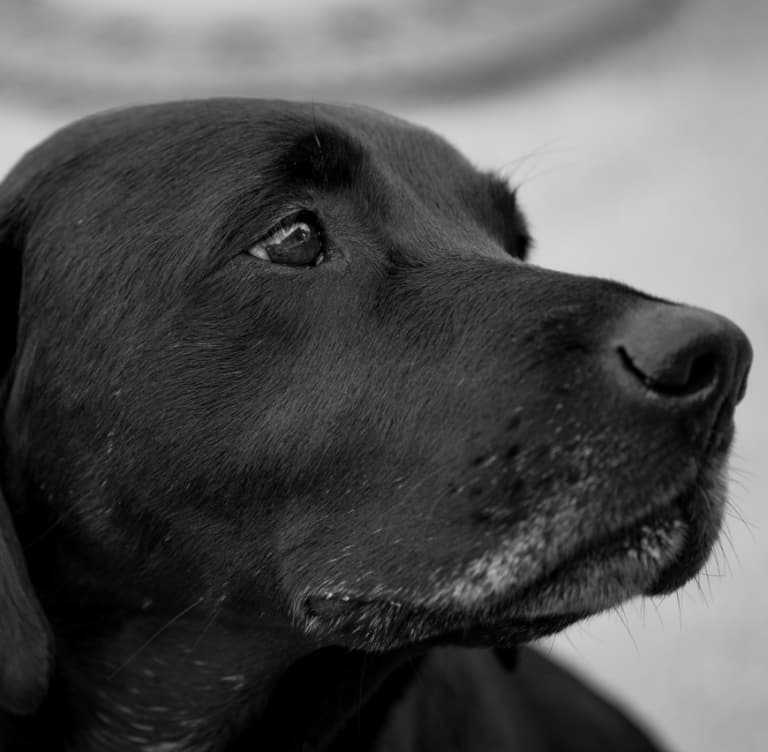 Photograph of a labrador