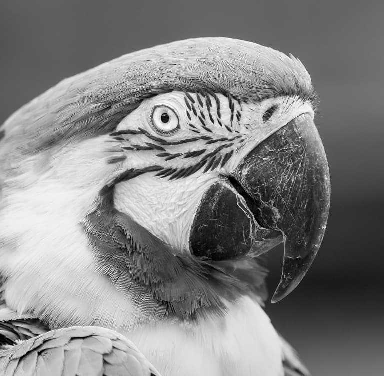 Photograph of a macaw