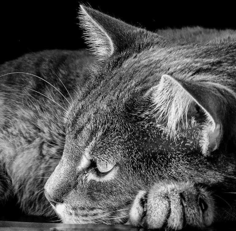 Photograph of a cat